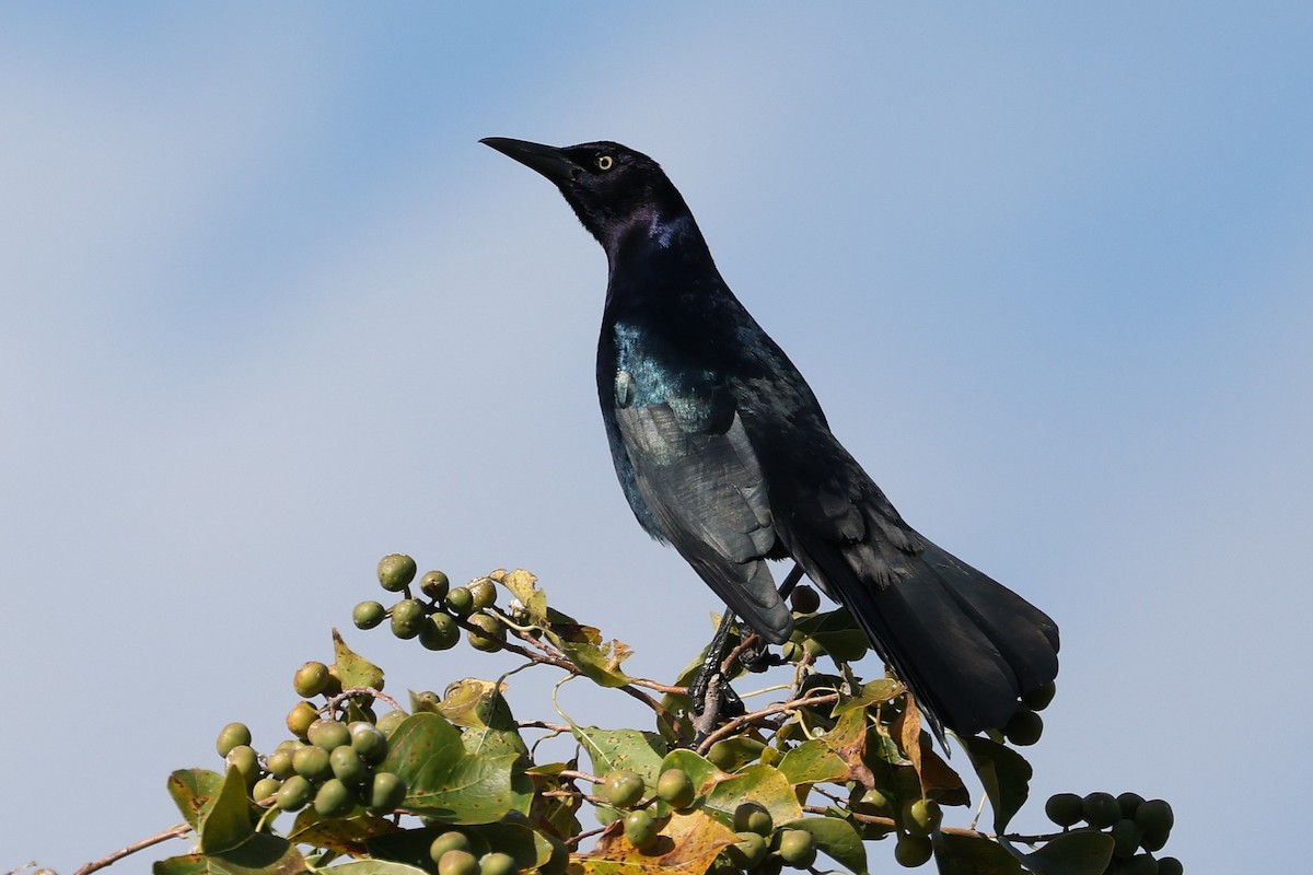 Boat-tailed Grackle - ML645179679