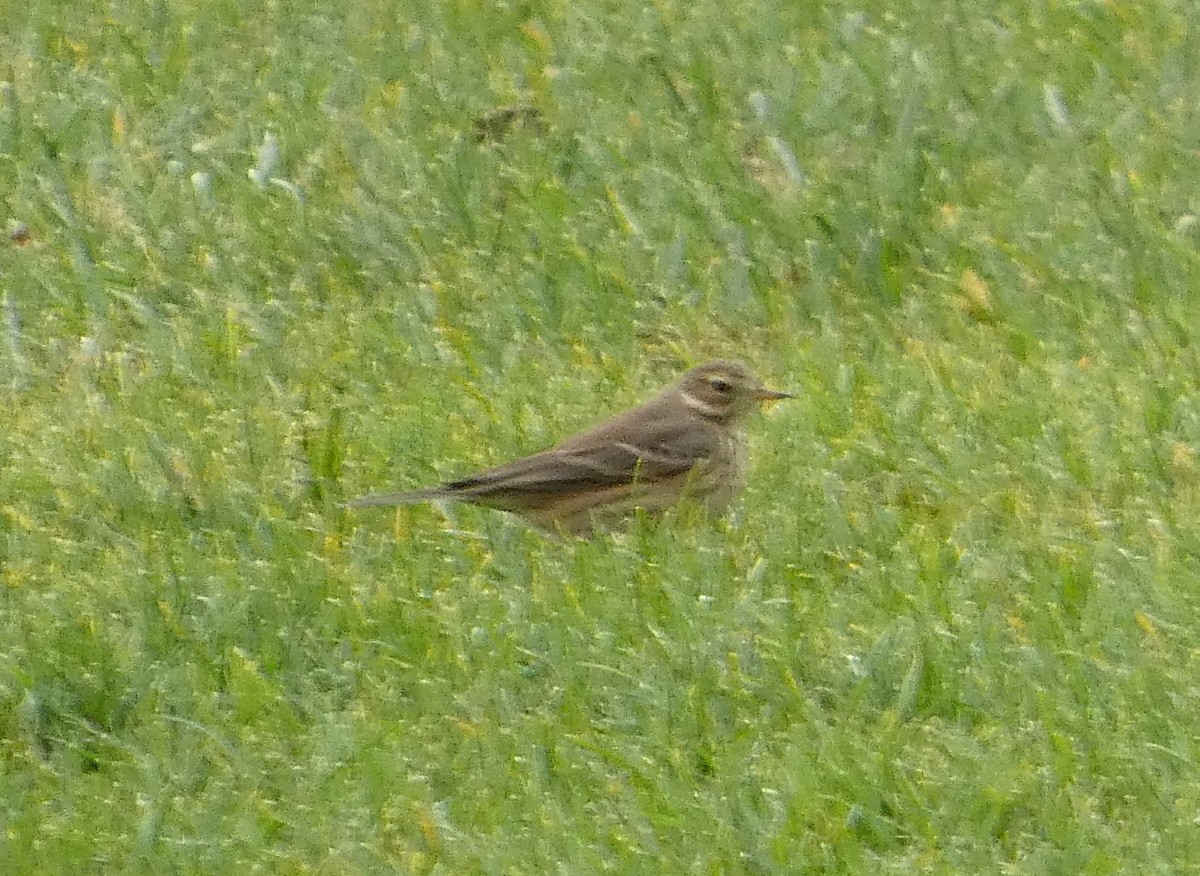 American Pipit - ML645179702