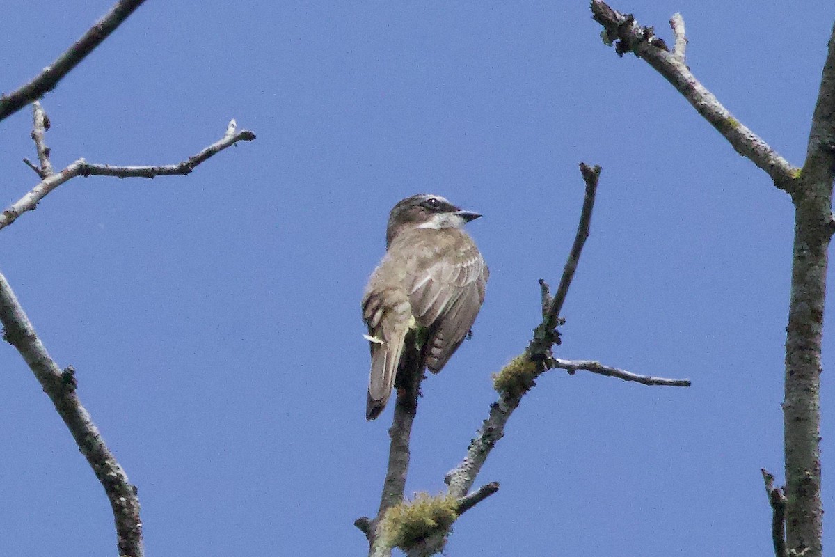 Piratic Flycatcher - ML645179711