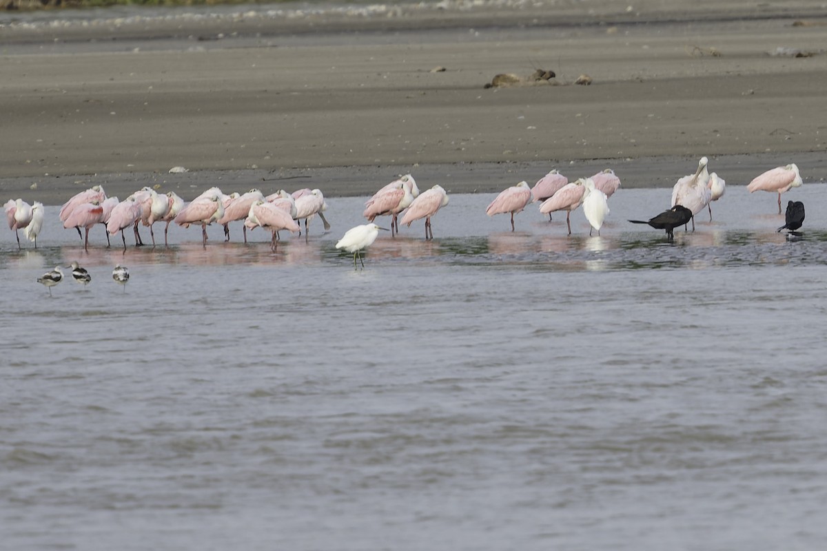 Espátula Rosada - ML645179719