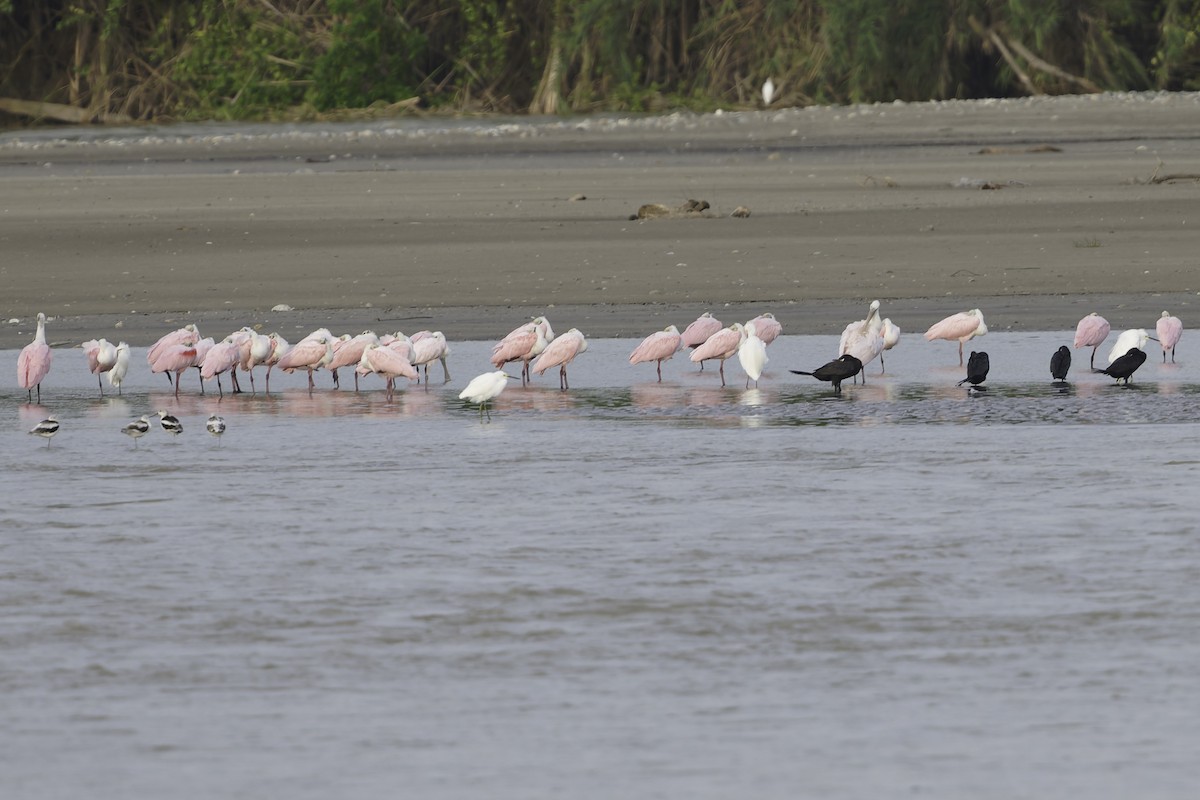 Espátula Rosada - ML645179720