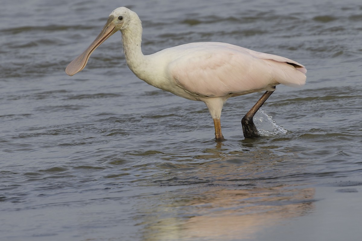 Espátula Rosada - ML645179721