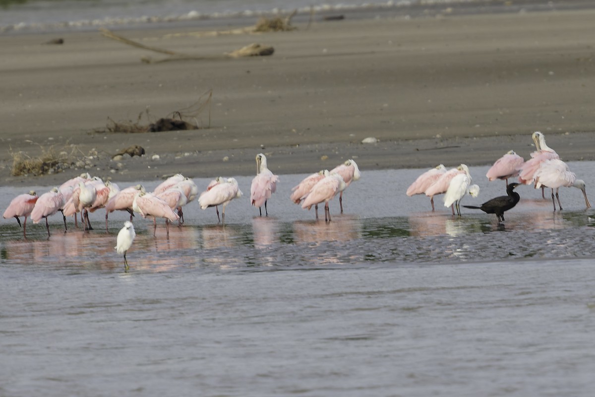 Espátula Rosada - ML645179722