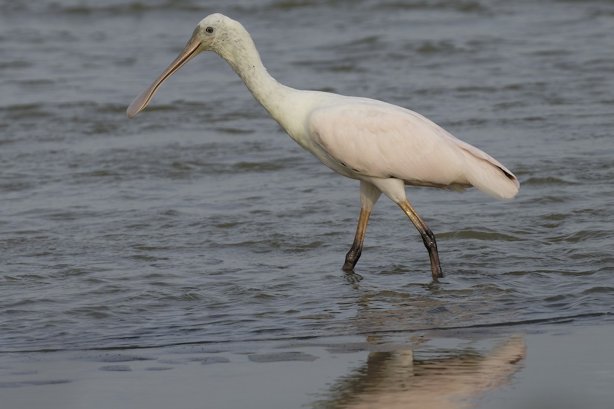 Espátula Rosada - ML645179723