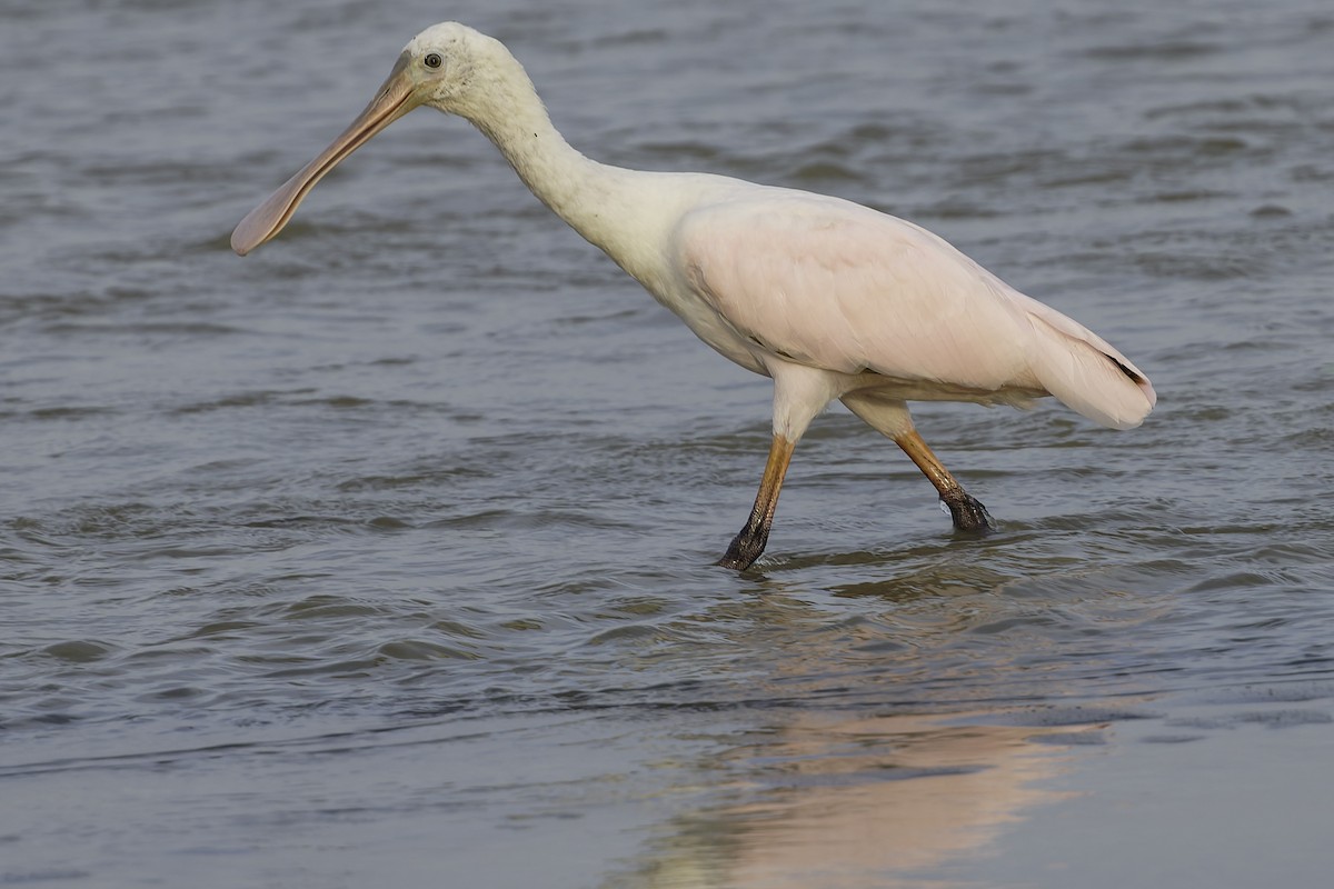 Espátula Rosada - ML645179724