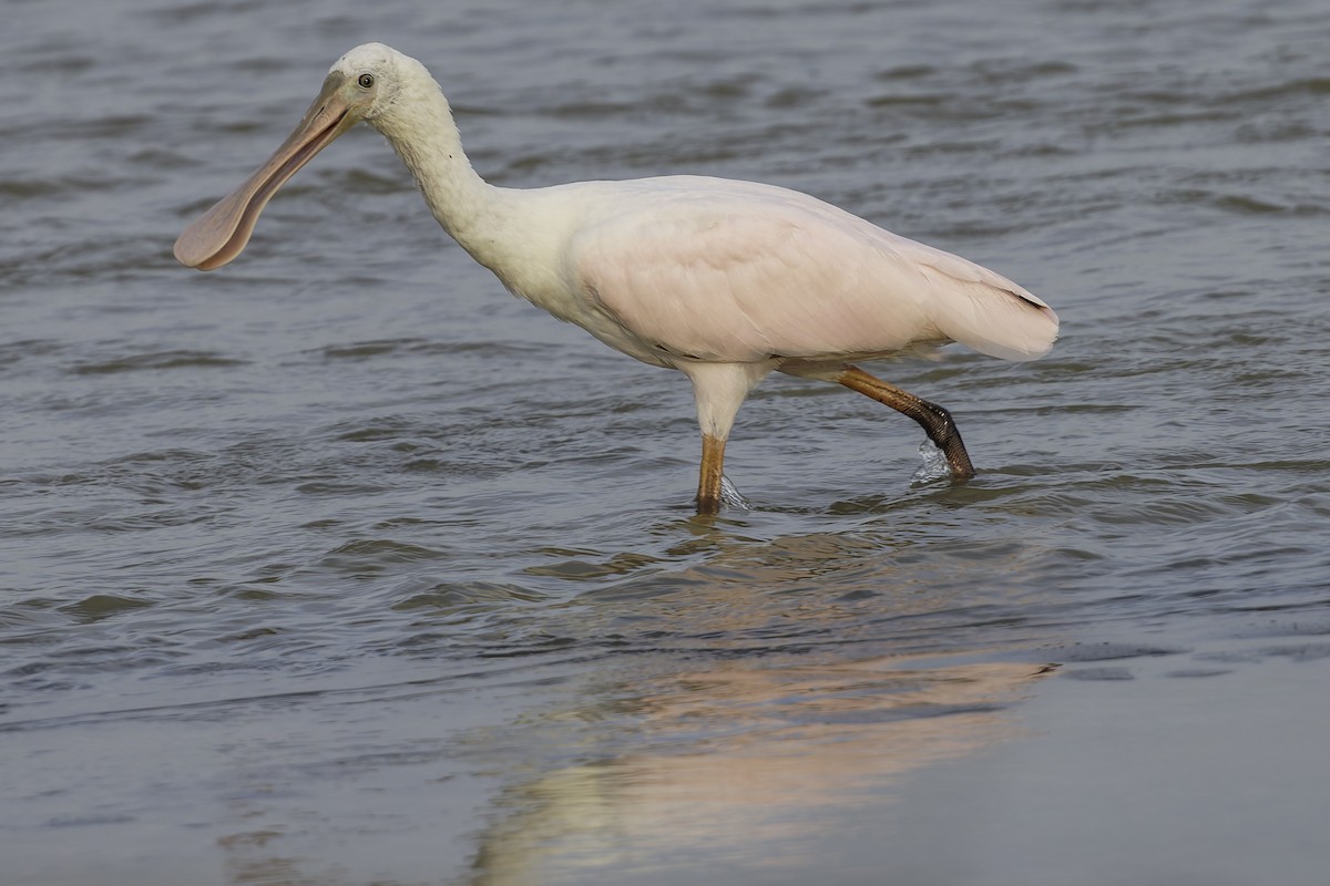 Espátula Rosada - ML645179725