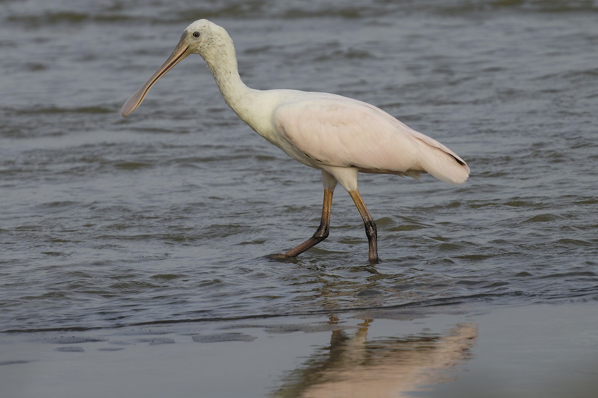Espátula Rosada - ML645179726