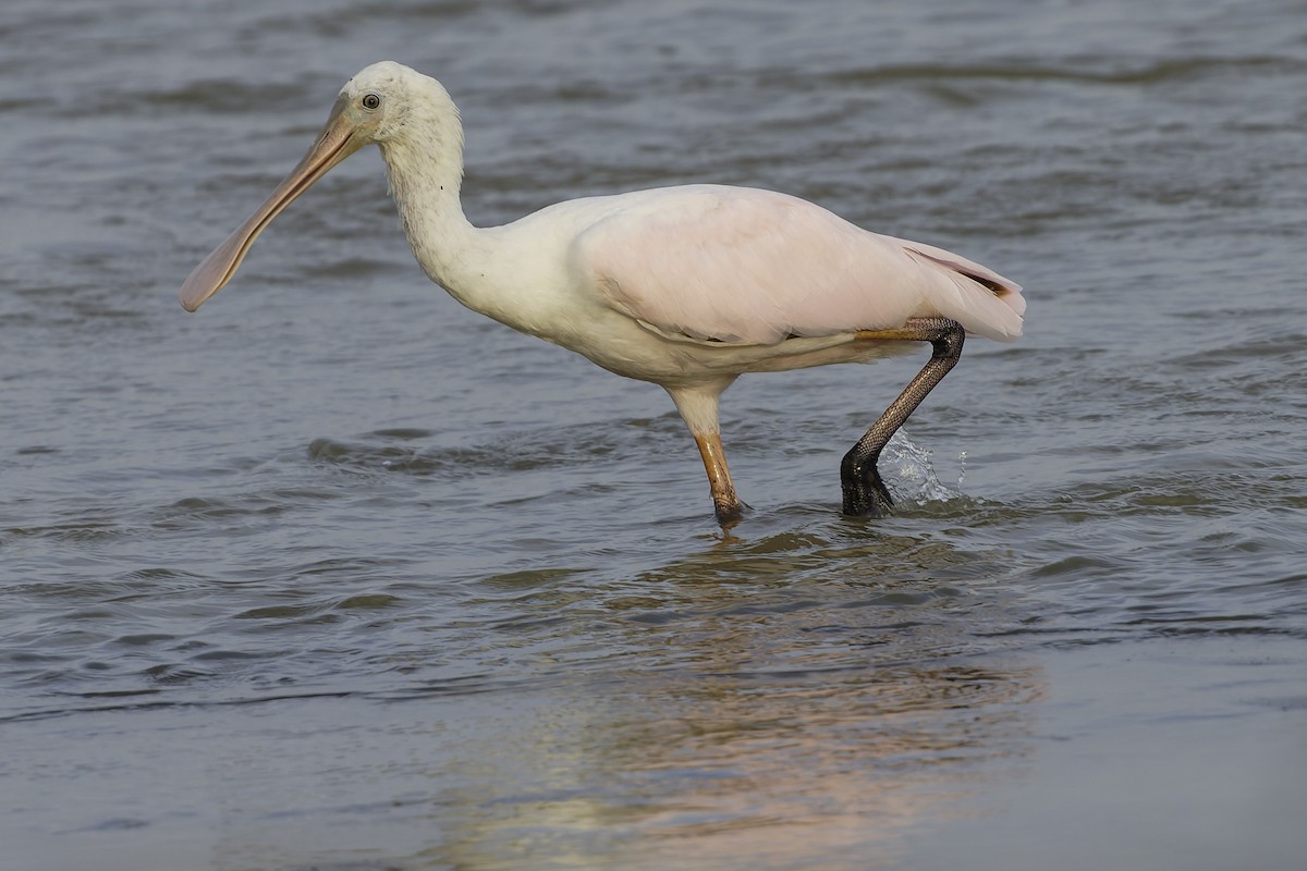 Espátula Rosada - ML645179727
