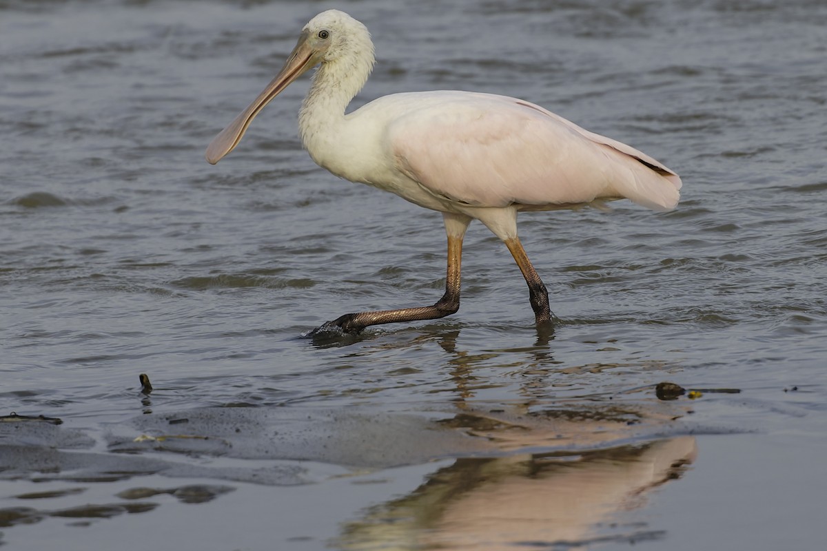 Espátula Rosada - ML645179728