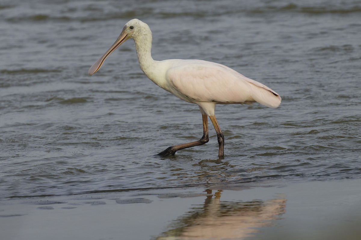 Espátula Rosada - ML645179729