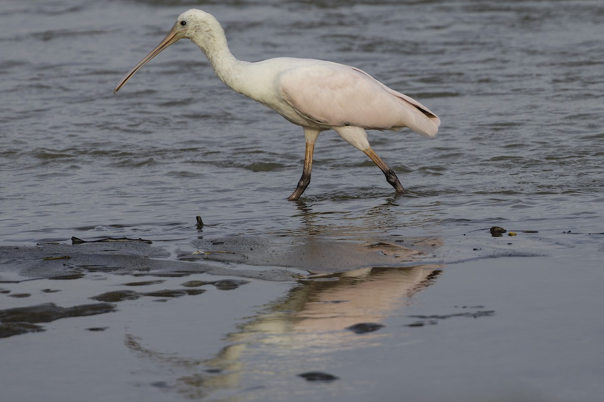 Espátula Rosada - ML645179730