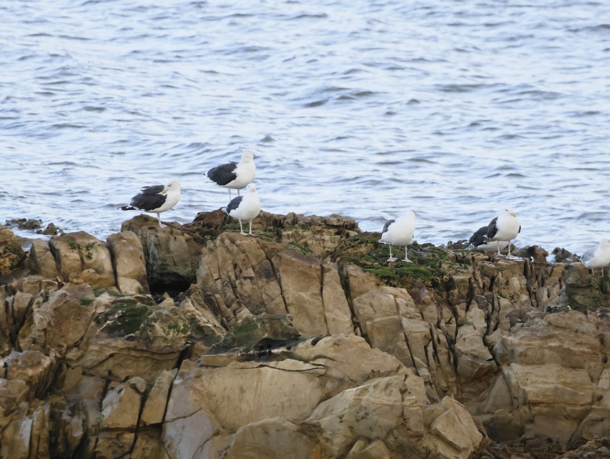 Great Black-backed Gull - ML645179732