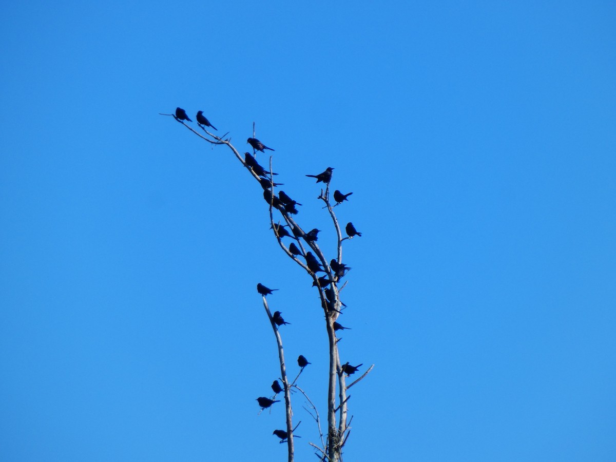 Common Grackle - ML645179734