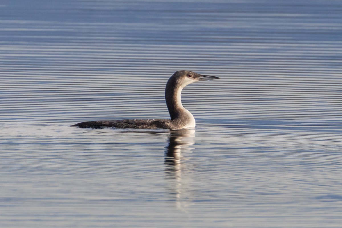 potáplice severní - ML645179738