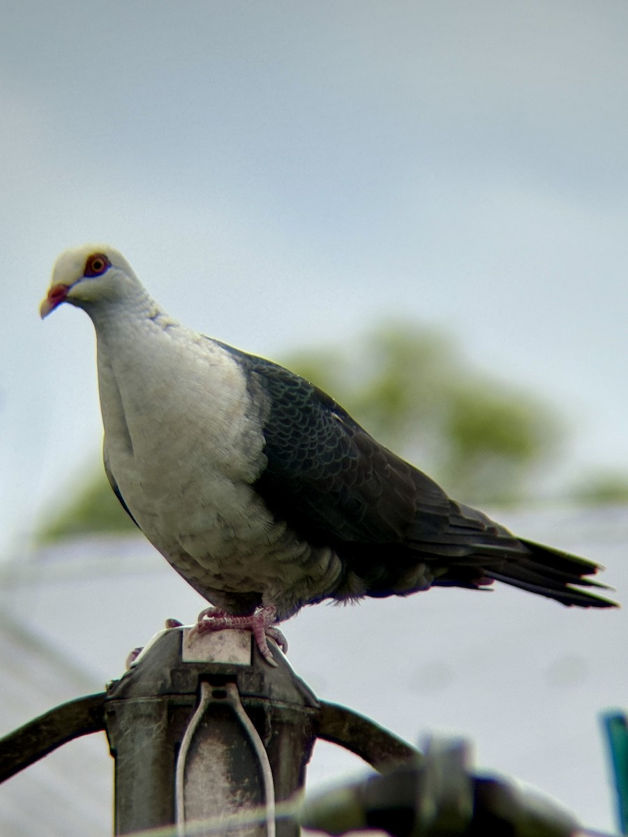 White-headed Pigeon - ML645179755