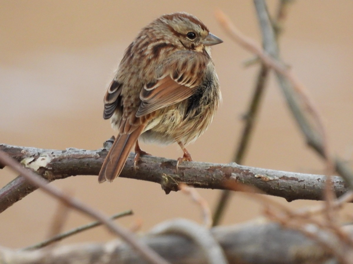 Swamp Sparrow - ML645179777