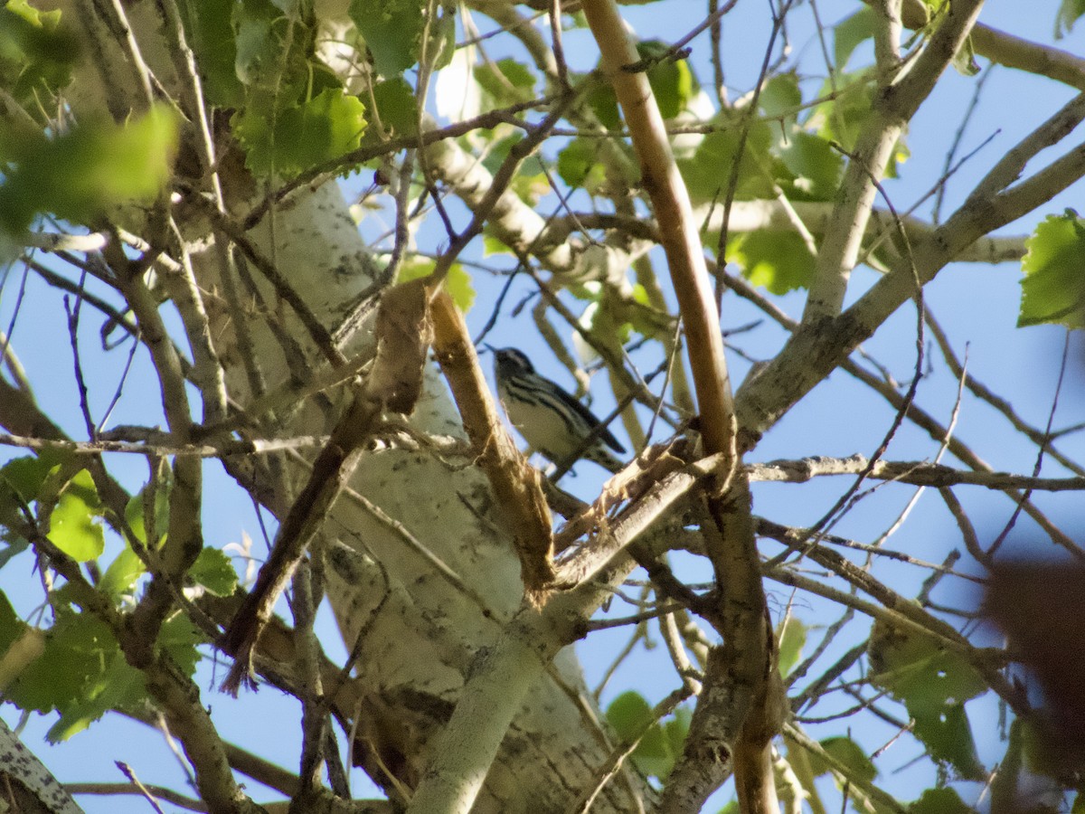 lesňáček černobílý - ML645179784