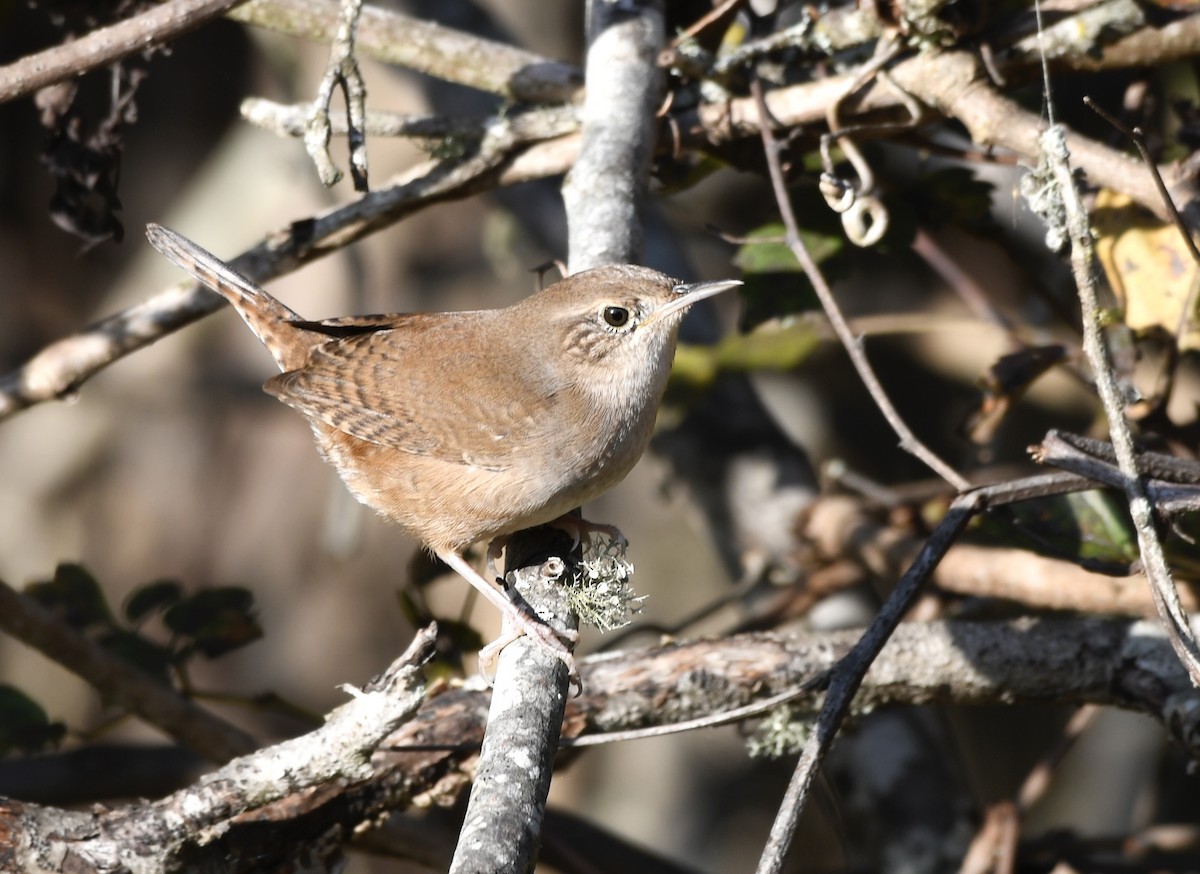 Northern House Wren - ML645179794