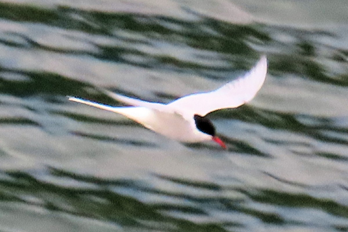 rybák dlouhoocasý - ML645179797