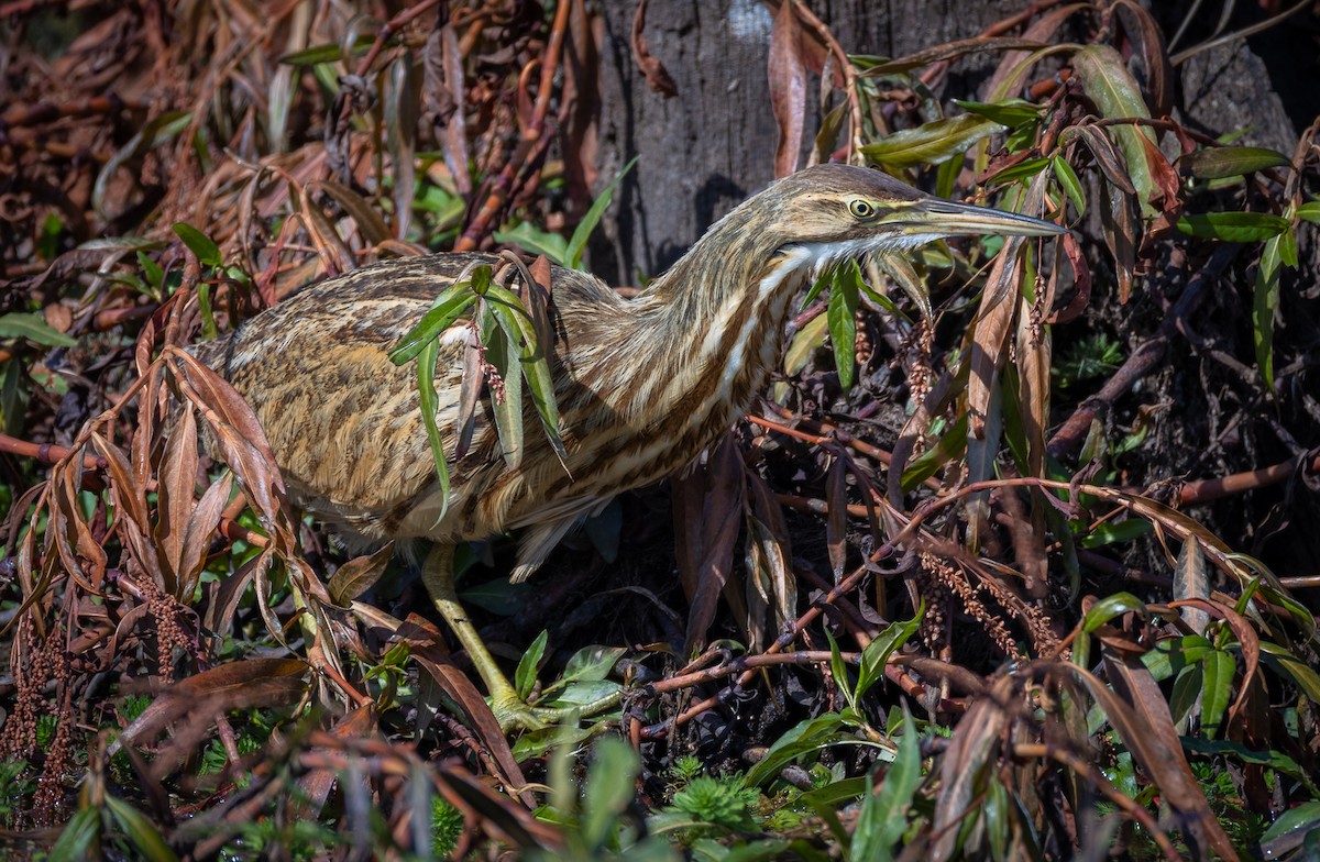 Бугай американський - ML645179800