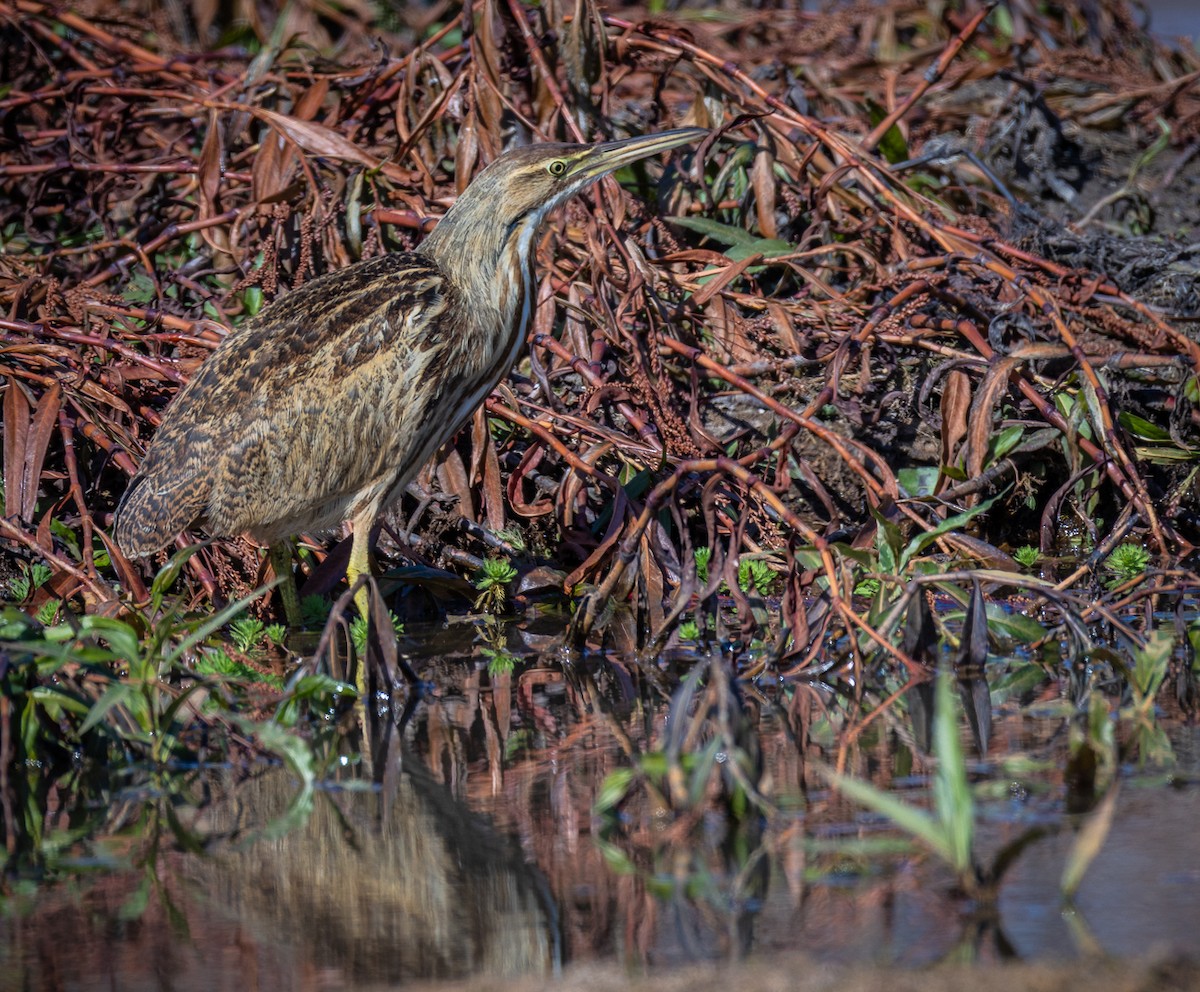 Бугай американський - ML645179801