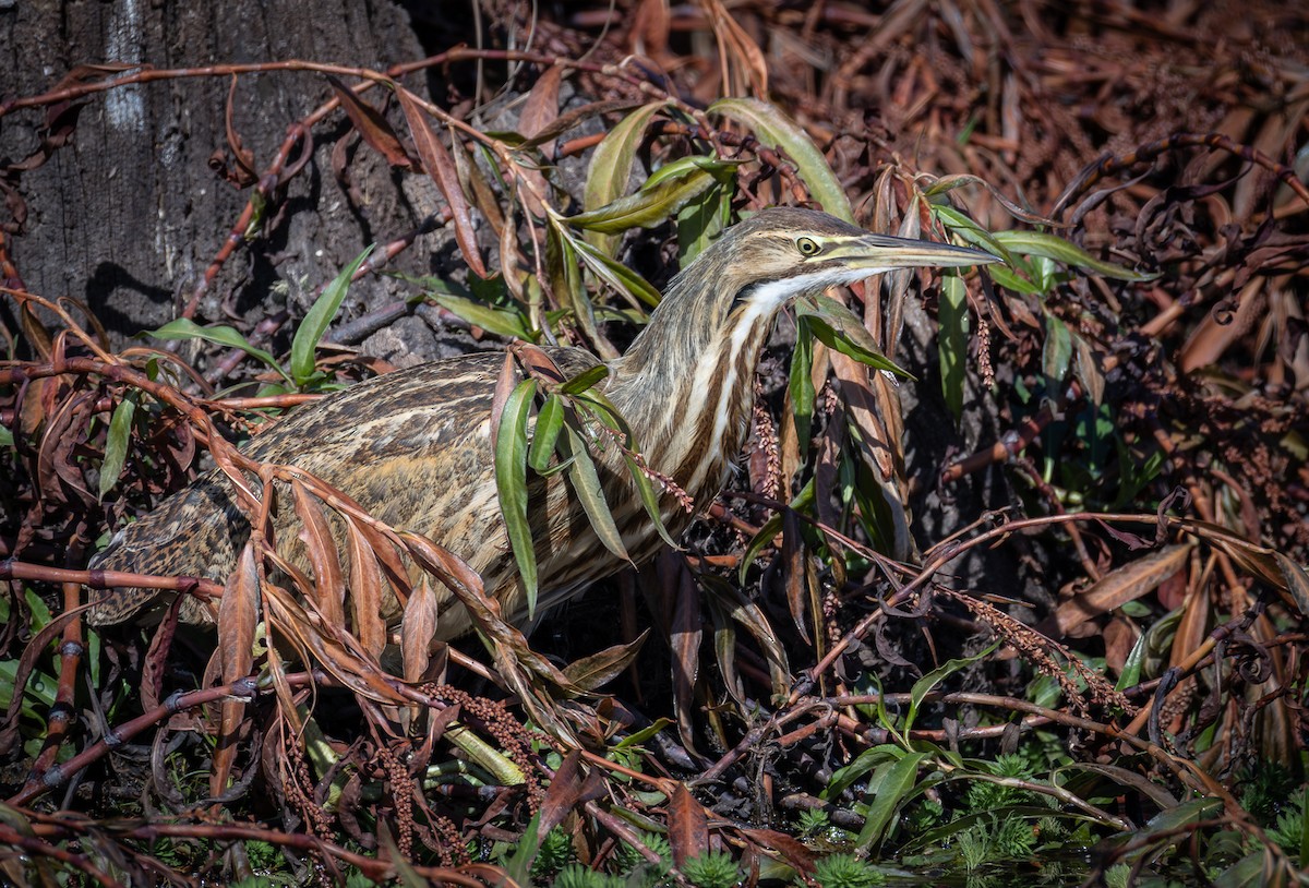 Бугай американський - ML645179802