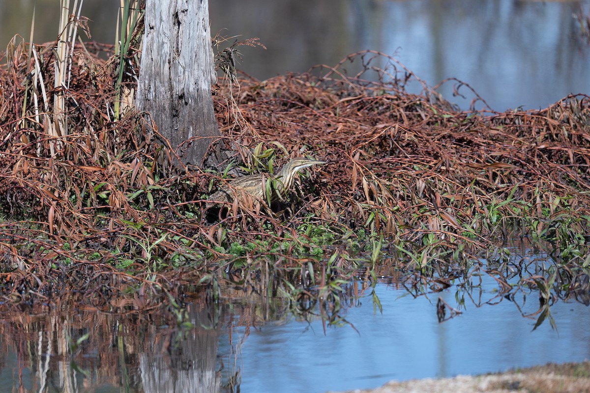 Бугай американський - ML645179803