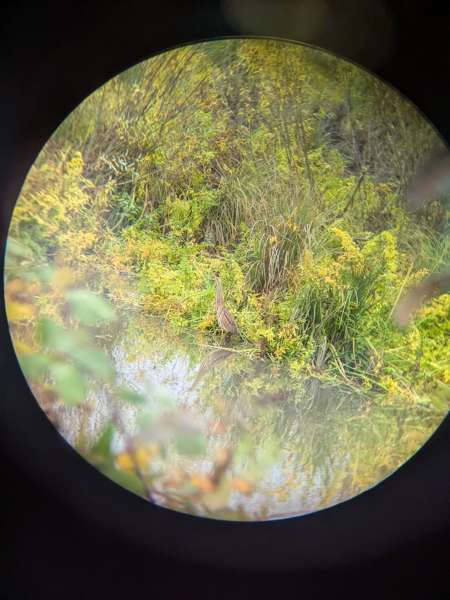 Бугай американський - ML645179805