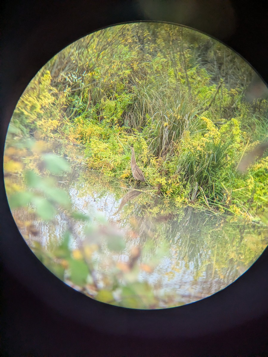 Бугай американський - ML645179806