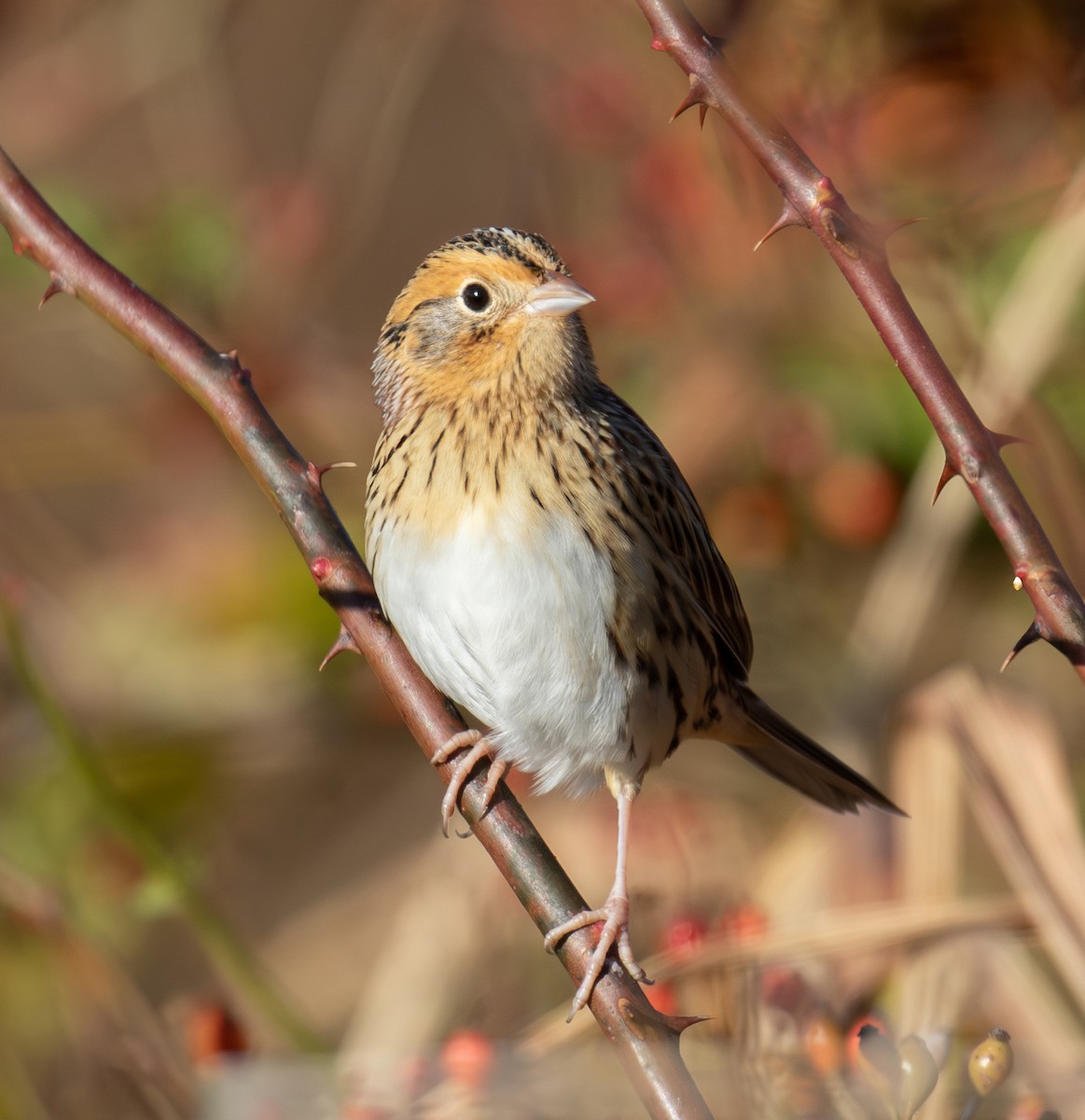 LeConte's Sparrow - ML645179817