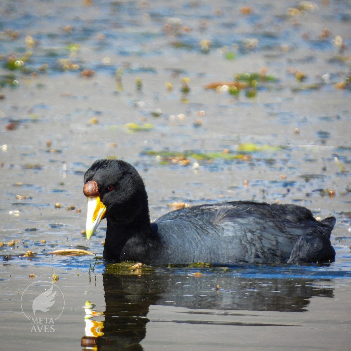 Slate-colored Coot - ML645179831