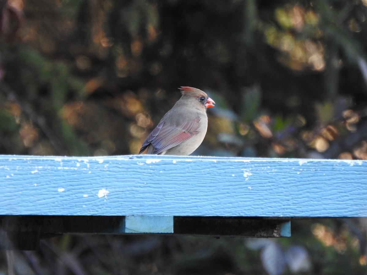 Kırmızı Kardinal - ML645179866