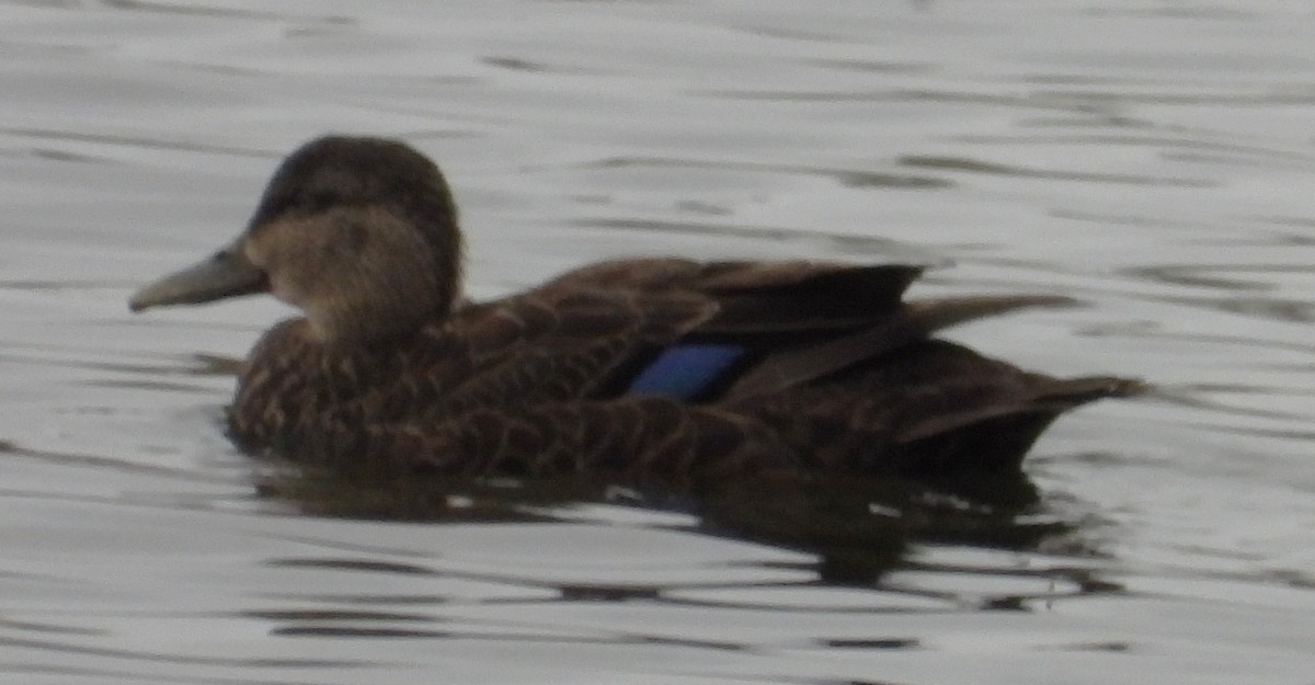 American Black Duck - ML645179871