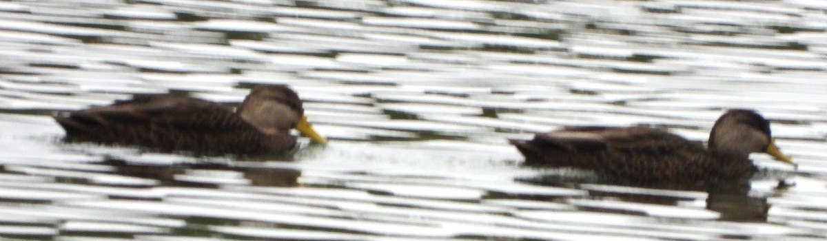 American Black Duck - ML645179877