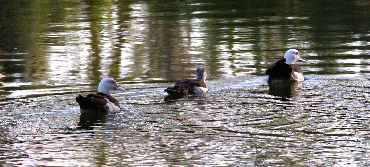 Radjah Shelduck - ML645179878