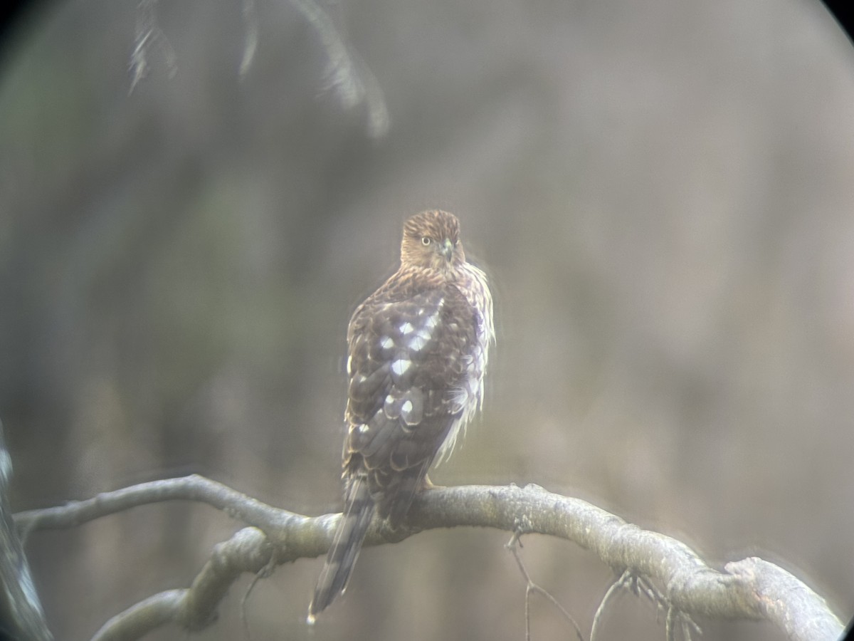 Sharp-shinned/Cooper's Hawk - ML645179889