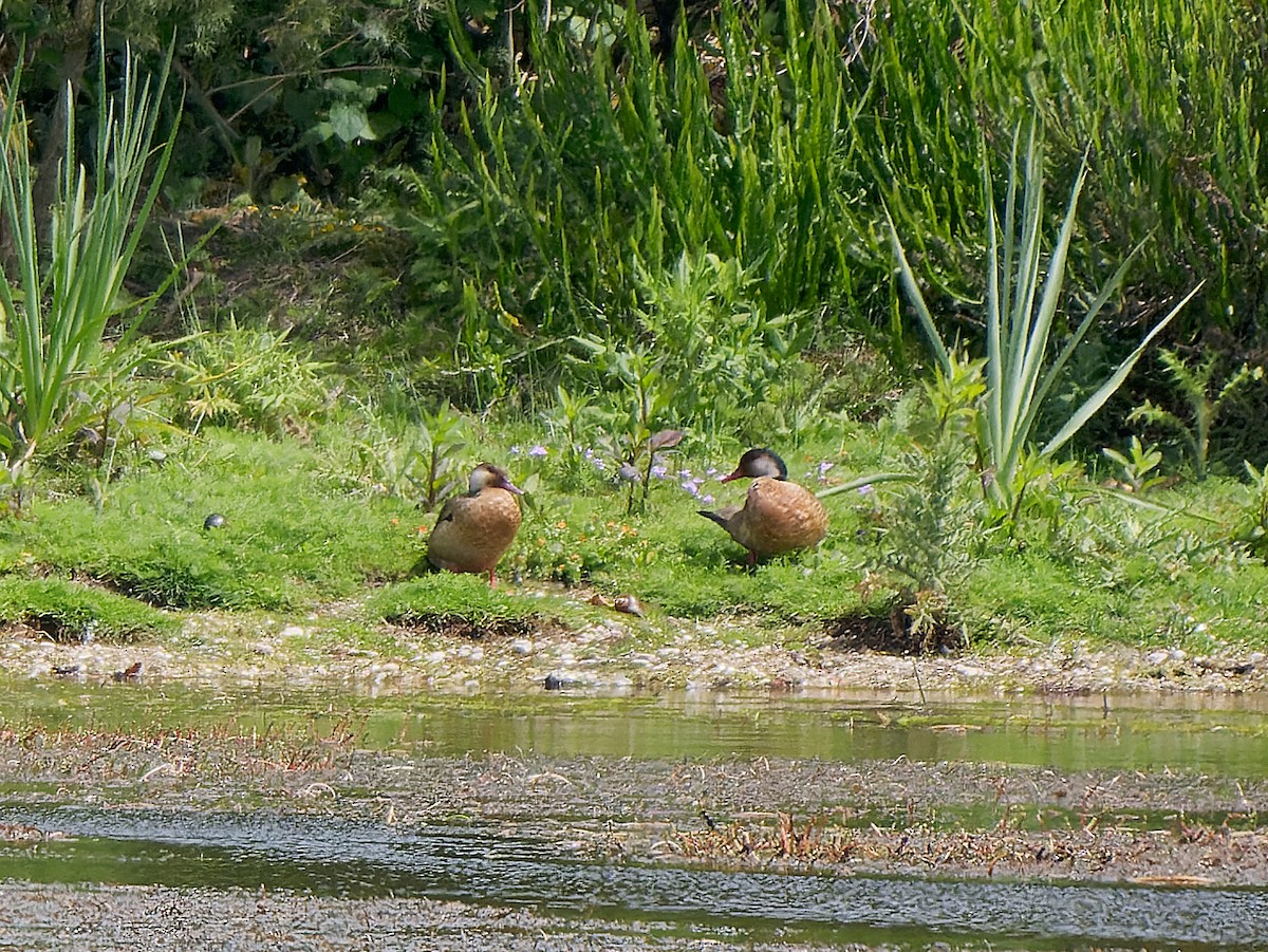 Brazilian Teal - ML645179892