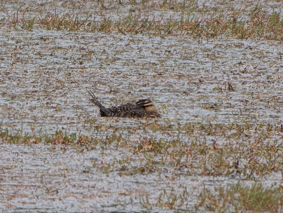 maskeand - ML645179899