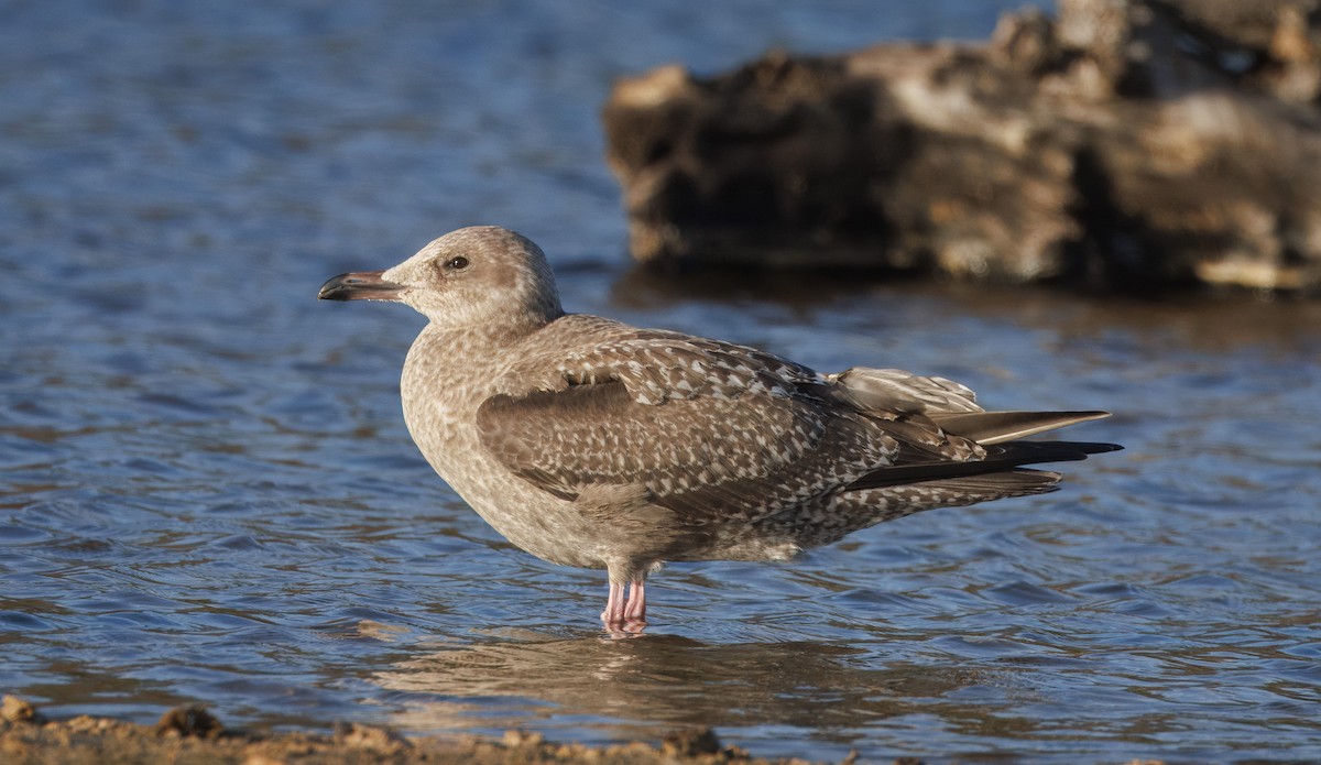 чайка sp. - ML645179911