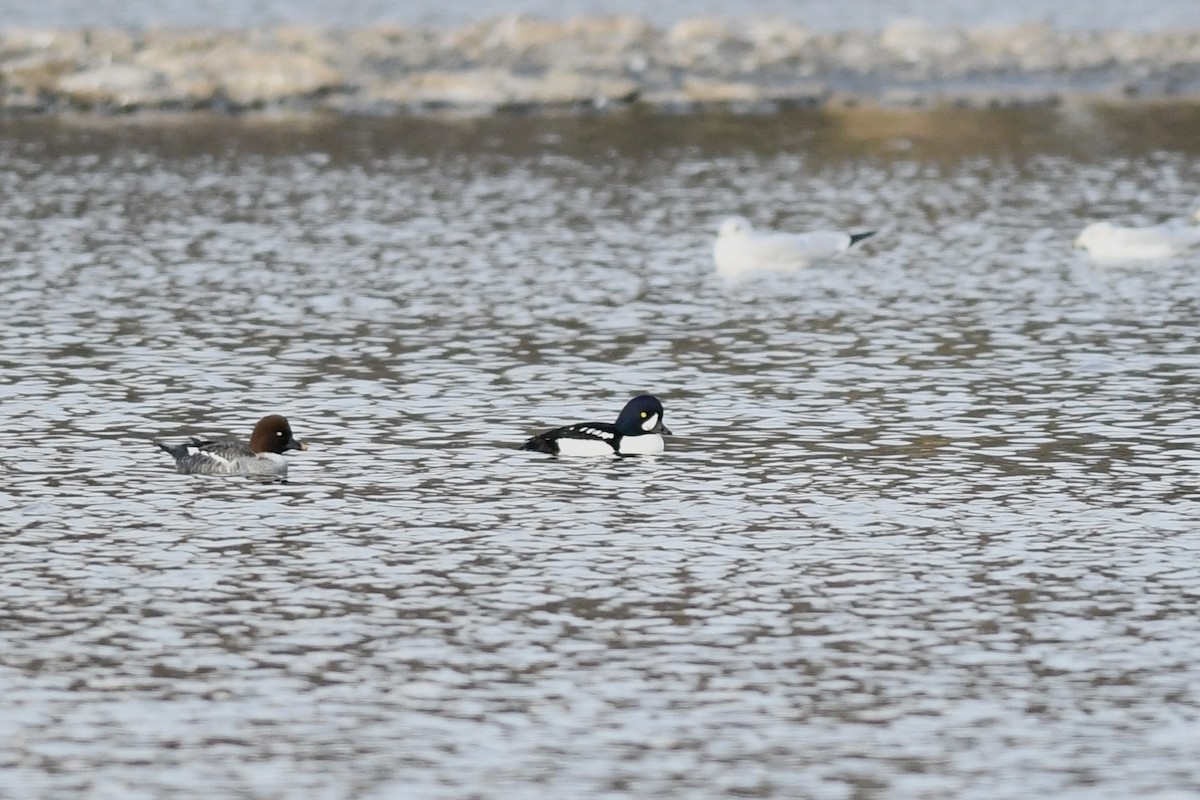 Barrow's Goldeneye - ML645179912