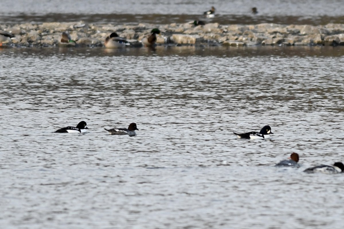 Barrow's Goldeneye - ML645179913