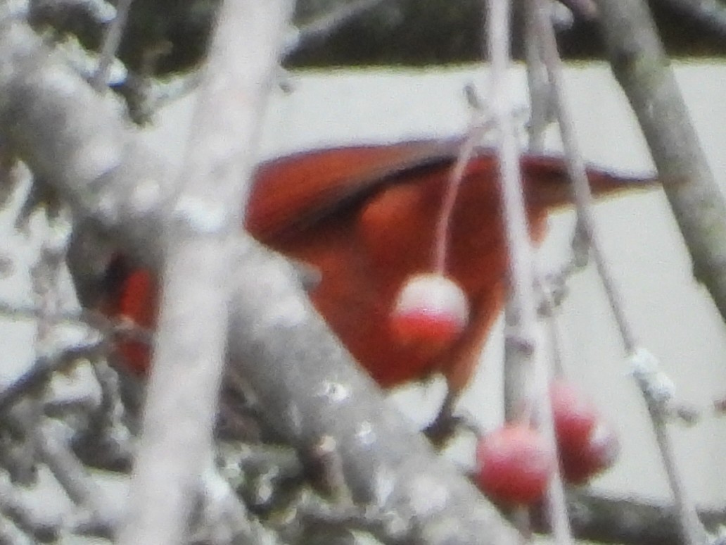 Kırmızı Kardinal - ML645179914