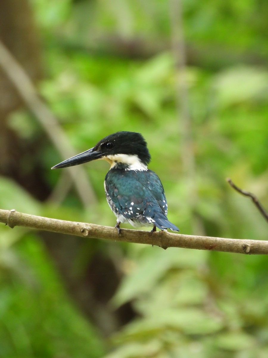 rybařík zelený - ML645179939