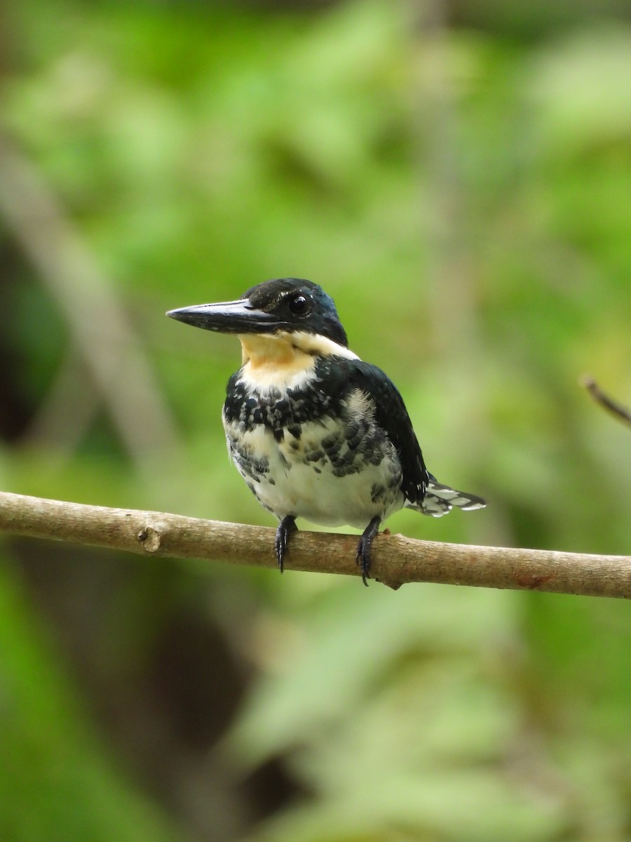 rybařík zelený - ML645179940
