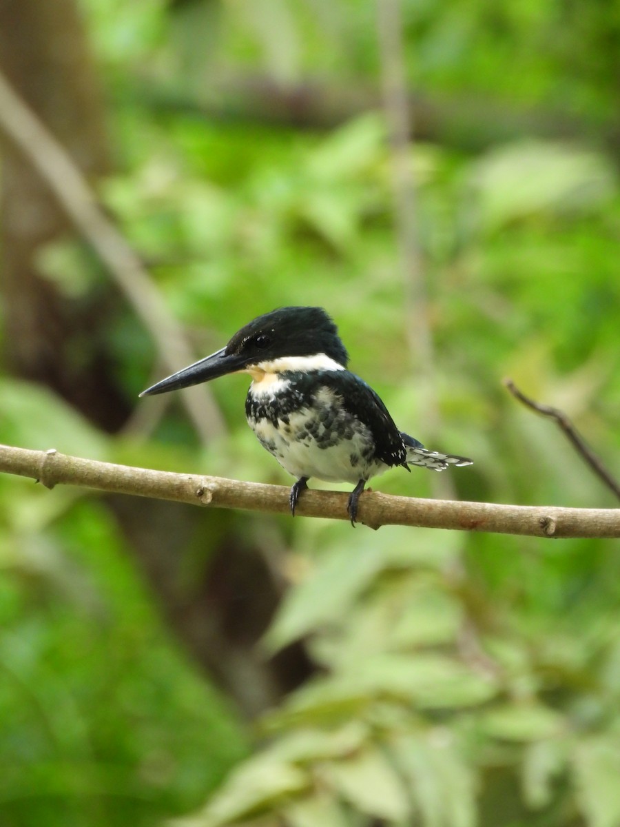 rybařík zelený - ML645179942