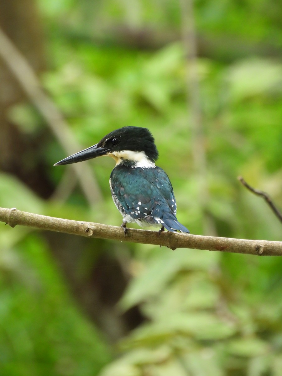 rybařík zelený - ML645179943