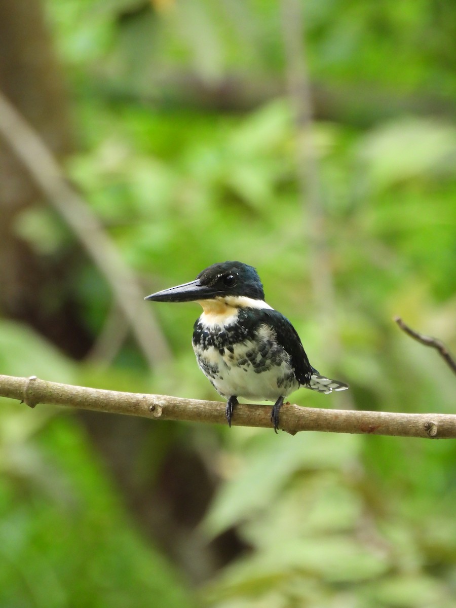 rybařík zelený - ML645179944