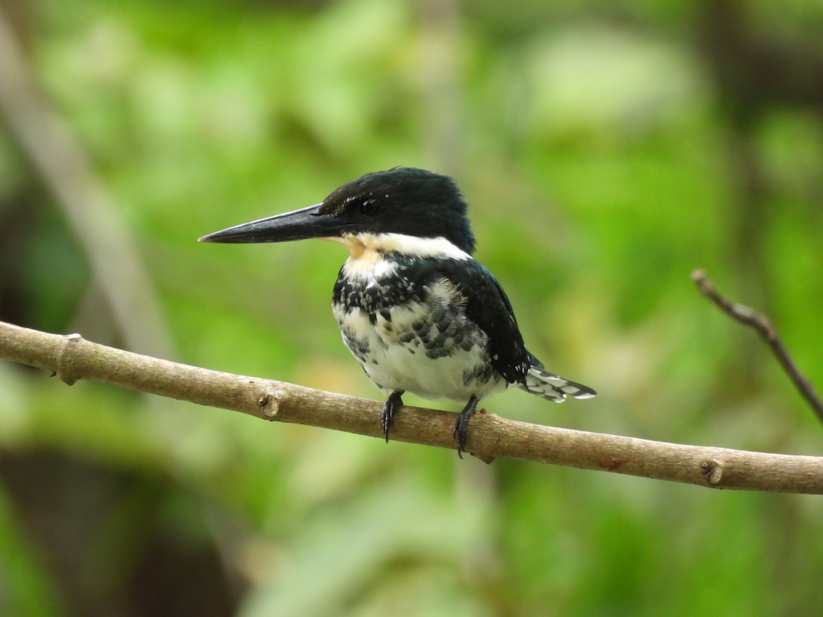 rybařík zelený - ML645179945