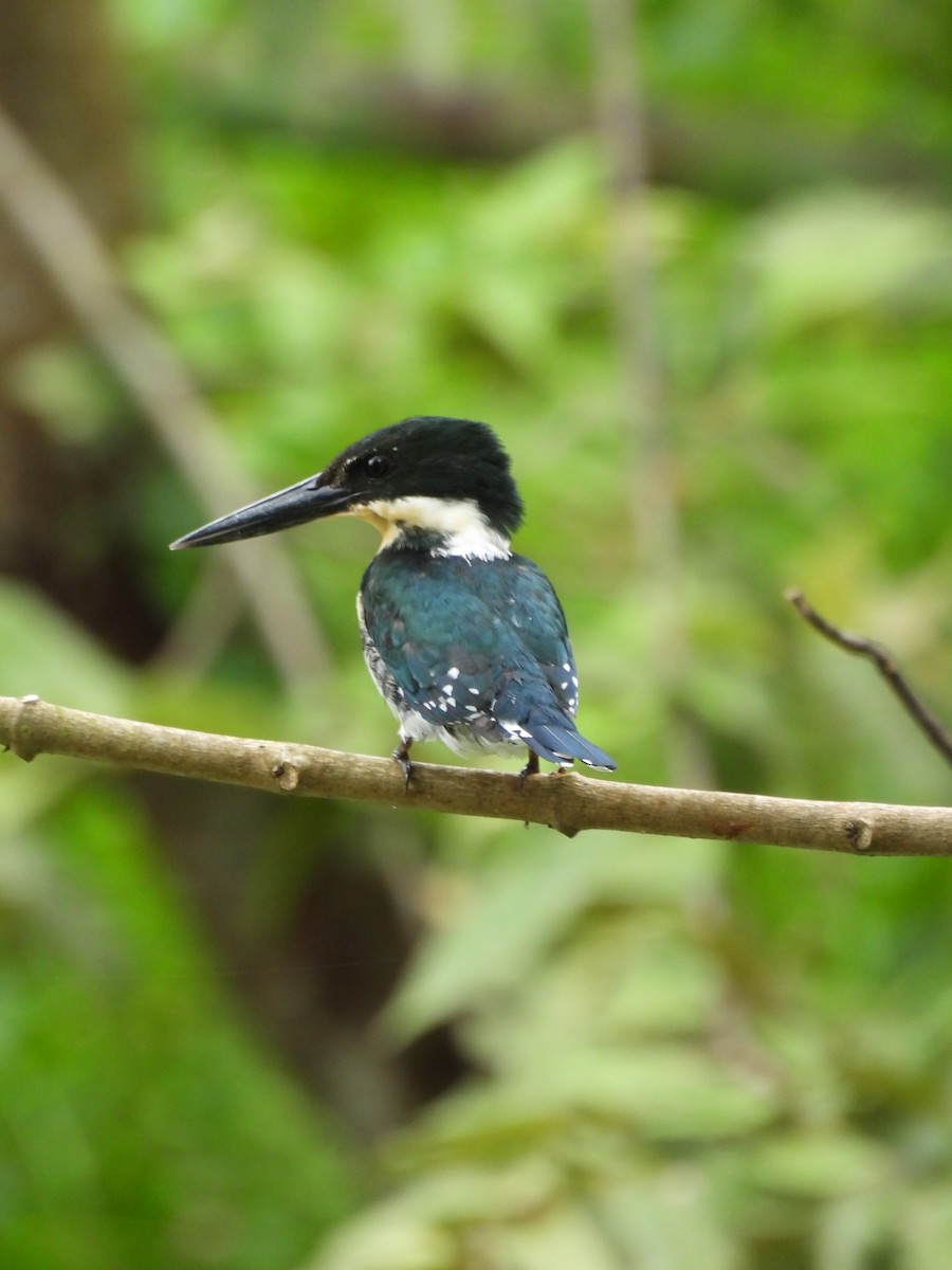 rybařík zelený - ML645179946