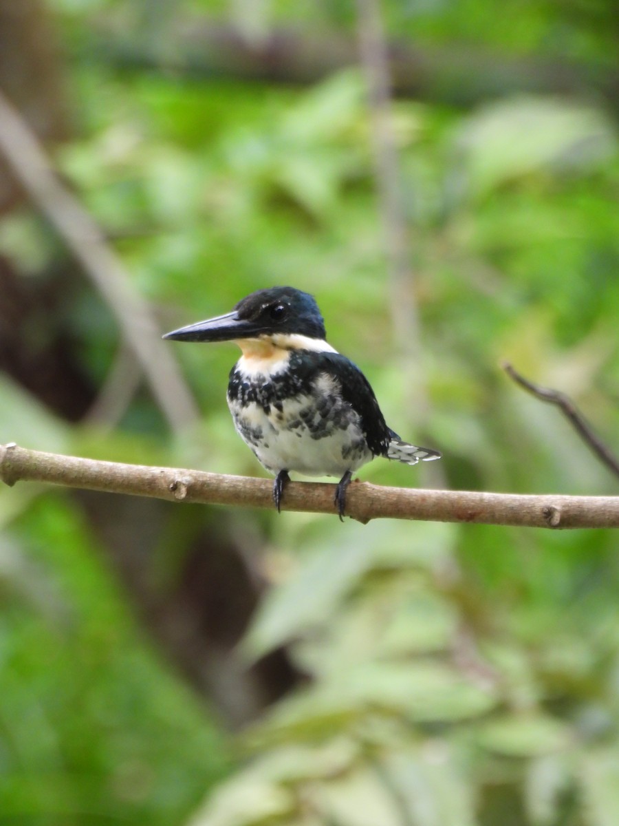 rybařík zelený - ML645179947